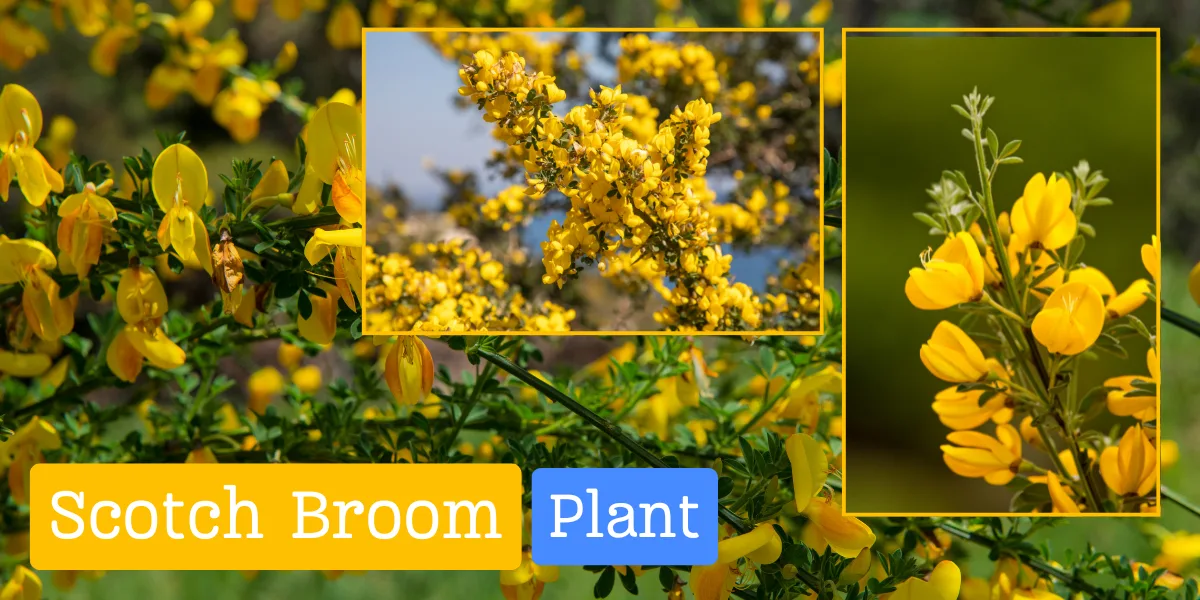 Scotch Broom Plant: A Comprehensive Guide to Its Uses, Care and Impact